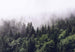 Wizard+Genius Foggy Forest Fototapete 366x254cm 8 bahnen | Yourdecoration.de