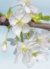 Komar Blossom Vlies Fototapete 184x248cm | Yourdecoration.de