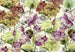 Komar Lotus Vlies Fototapete 368x248cm | Yourdecoration.de