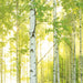 Komar Sunday Vlies Fototapete National Geographic 368x248cm | Yourdecoration.de